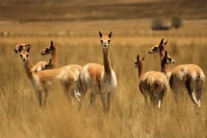 Vicuna - Bunch -LanificioF.lliCerruti_4
